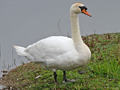 Mute Swan